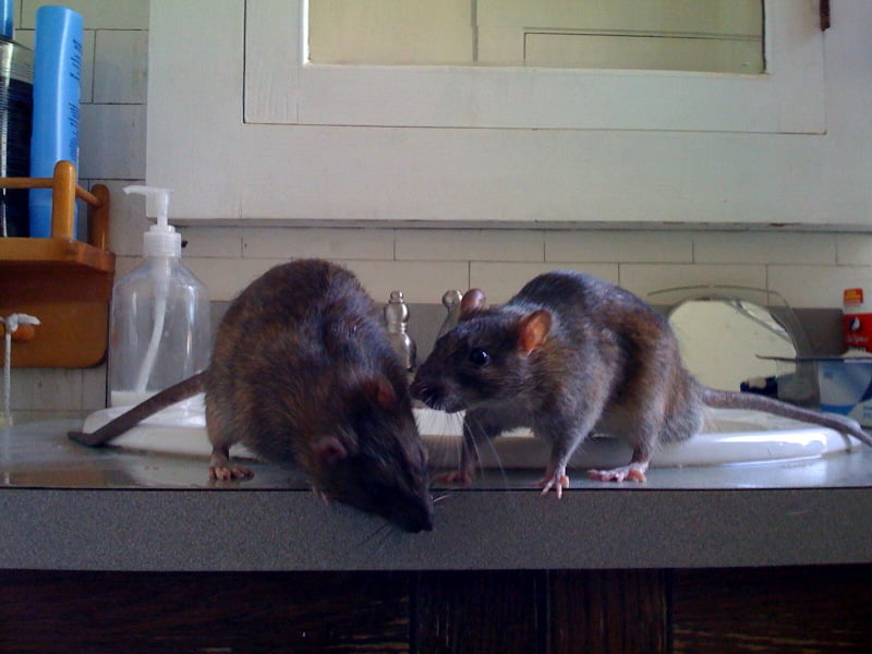6 dicas infalíveis para acabar de vez com os ratos na sua casa