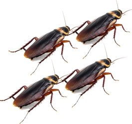 Dedetização de baratas BH: 5 Motivos para ter medo deste inseto