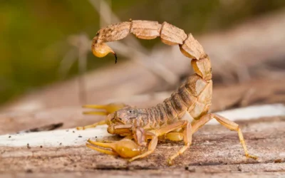 Acidentes Escorpiônicos. O que fazer?