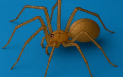 Curiosidades sobre as aranhas