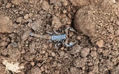 Como Acabar com Escorpião