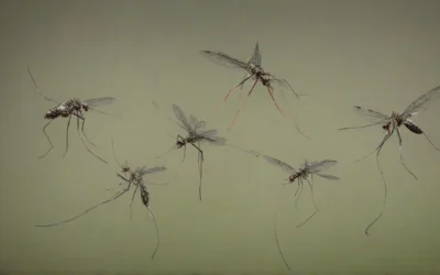 COMO EVITAR O MOSQUITO DA DENGUE