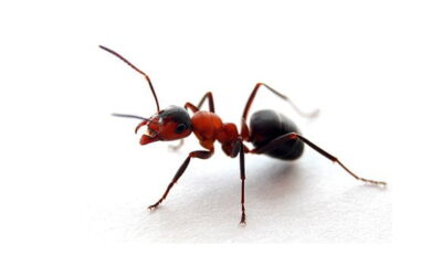 Como manter formigas longe da sua cozinha