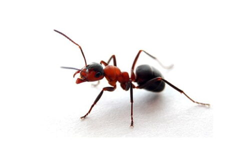 Como manter formigas longe da sua cozinha