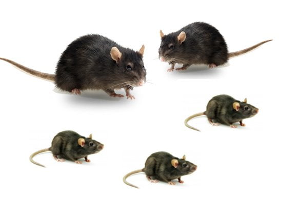 Riscos à saúde, devido a infestação de ratos
