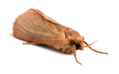 Bichinho que come roupa: o que é e como me livrar dele?