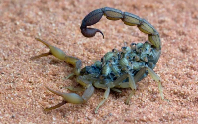 Dedetização de Escorpiões BH – Dedetizadora Pragfim