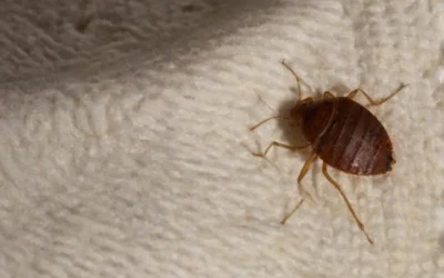 10 dicas infalíveis para acabar com os percevejos de colchão