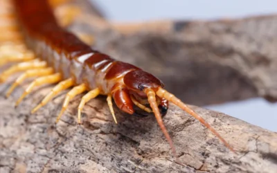 Como acabar com lacraias? Confira 5 maneiras de eliminá-las
