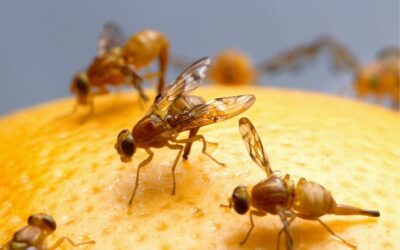 Descubra a melhor maneira de controlar as moscas-das-frutas