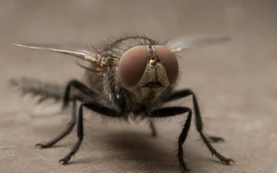 Descubra a melhor maneira de controlar as moscas-das-frutas