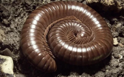 As 6 melhores maneiras de evitar piolho-de-cobra