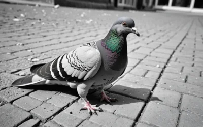 Entenda como lidar com piolho de pombo