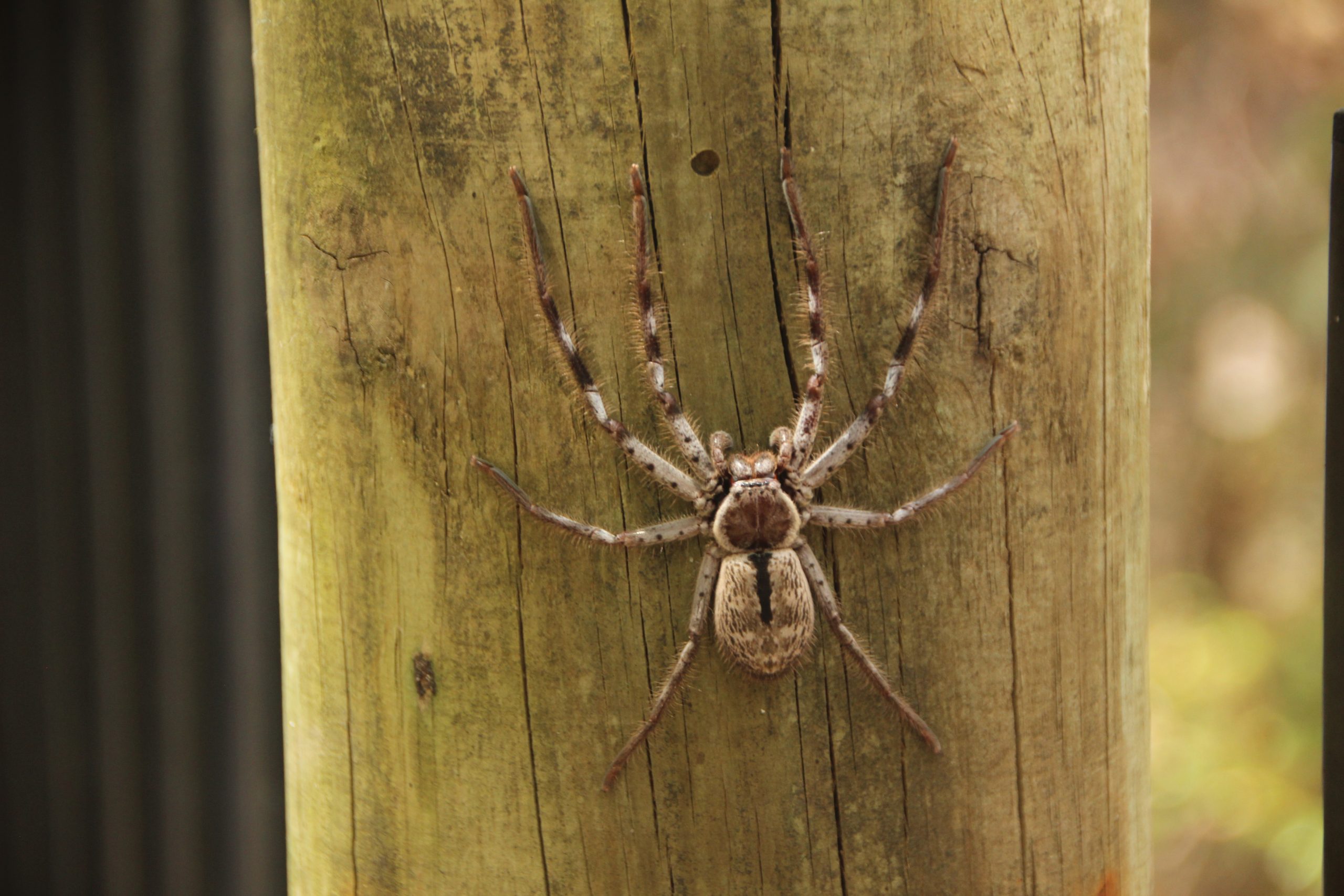 Dedetização de Aranhas BH // Infestações de Aranhas em BH