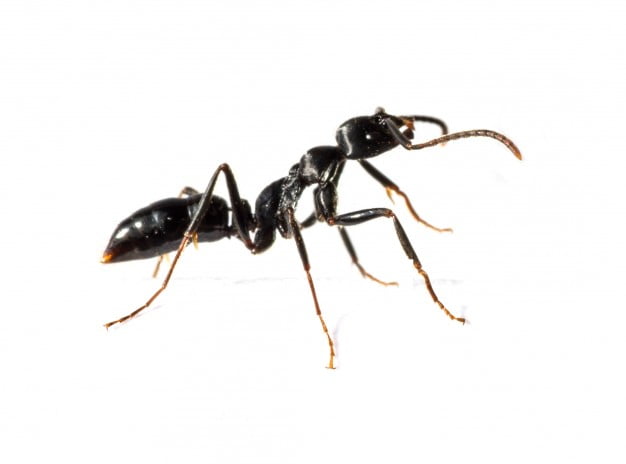 dedetizadora de formigas BH