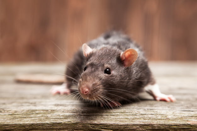 A importância de uma dedetização de ratos rápida