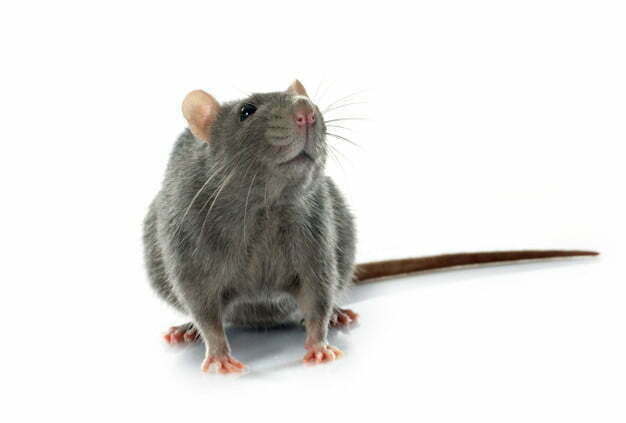 Dedetização de Ratos BH
