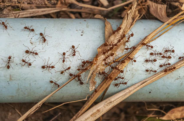 Conheça os tipos de formiga doméstica