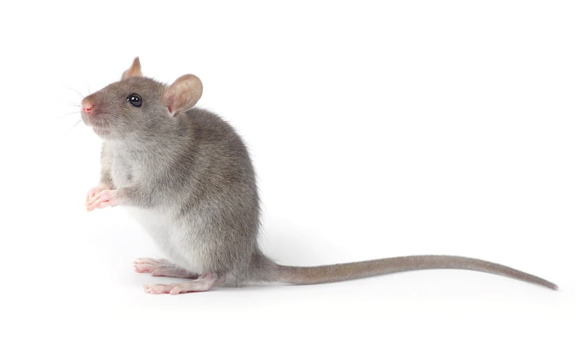 Infestação de ratos: Como identificar e eliminar esse problema de uma vez por todas
