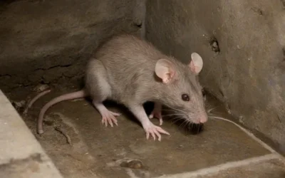 CHUVAS: Qual a relação com o aparecimento de Pragas Urbanas