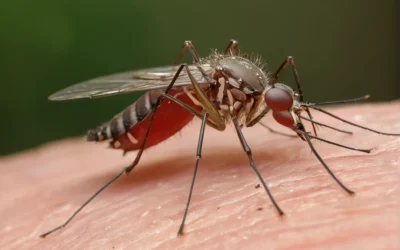 Quais são os predadores de mosquitos e como podem ser úteis para o controle e combate de mosquitos?