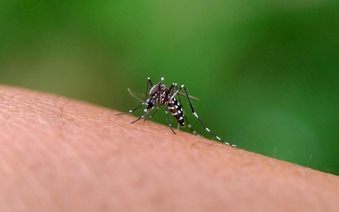 Principais doenças transmitidas por mosquitos