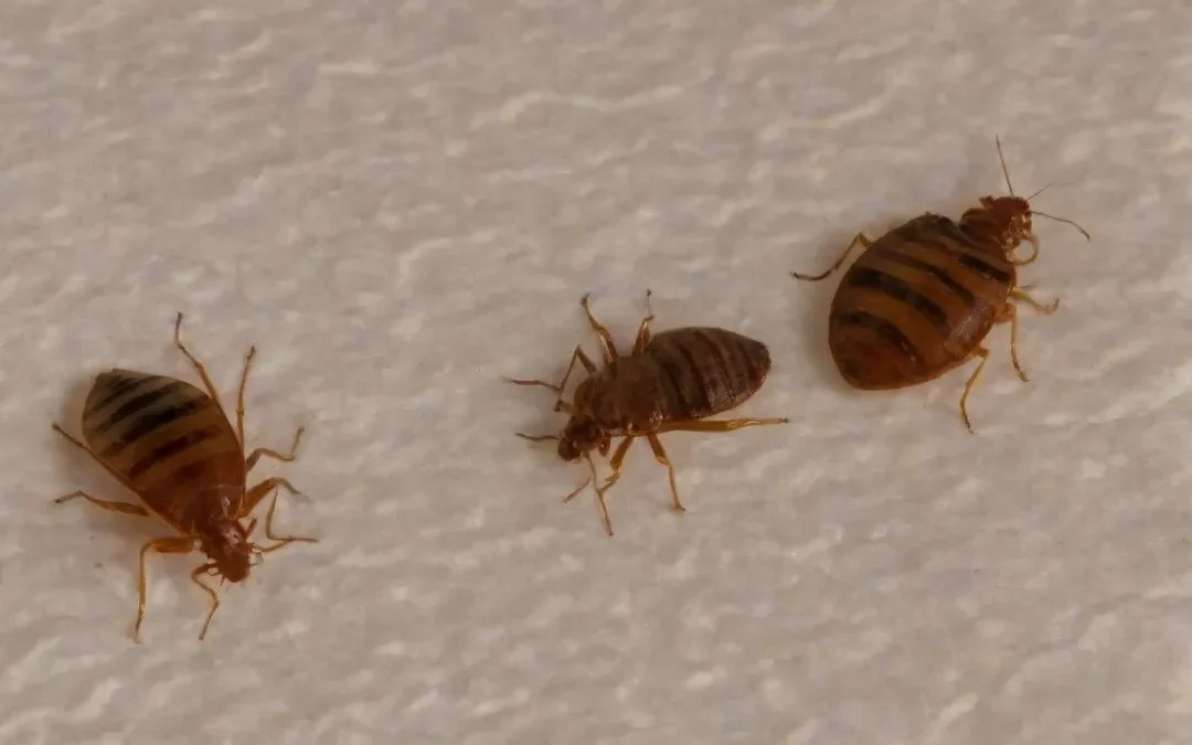 Como identificar e combater a infestação de percevejos?