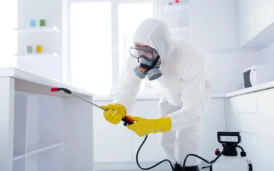 Diferença de dedetização e controle de pragas