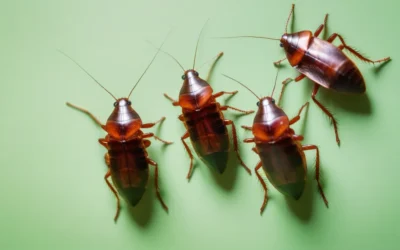 Usar vinagre no combate às baratas funciona?