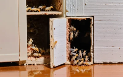 Mitos e verdades sobre a dedetização