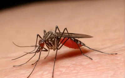 Mosquitos de Luz:  O que são e como eliminá-los