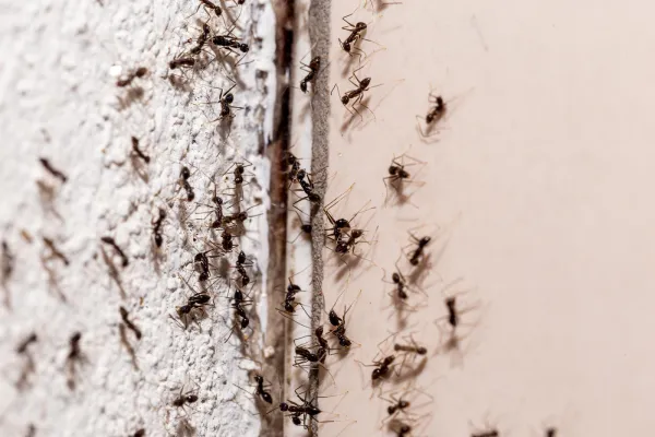 Dedetizadora PragFim - Dedetização de Formigas