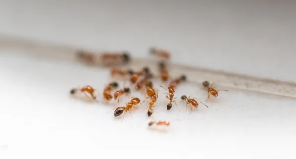 Dedetizadora PragFim - Empresa de Dedetização de Formigas