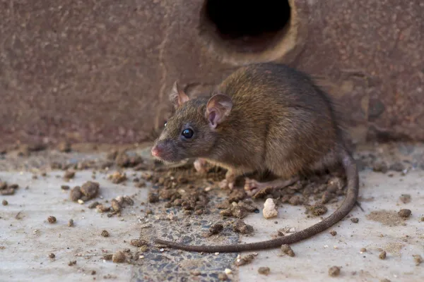 Dedetização de Ratos e Roedores em BH // Dedetizadora BH