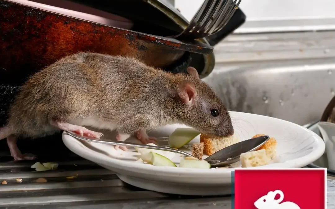 Controle de Ratos e Camundongos: Proteja seu Lar com uma Dedetizadora em BH