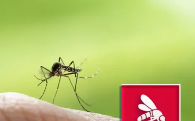 Dedetização de Mosquitos e Pernilongos: Dicas Essenciais com uma Dedetizadora em BH