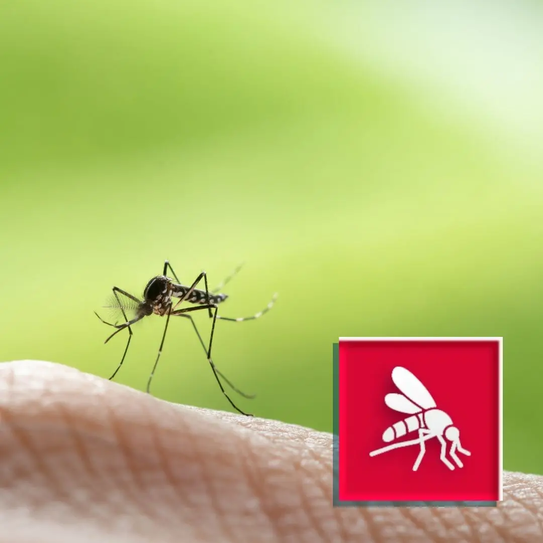 Dedetização de Mosquitos e Pernilongos: Dicas Essenciais com uma Dedetizadora em BH