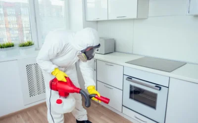 Dedetização em BH: Tipos de pragas mais comuns.