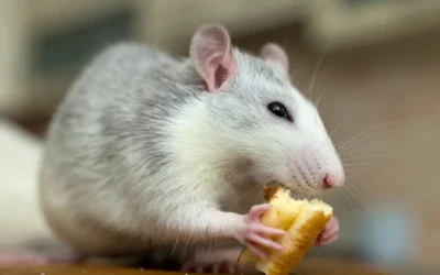 Ratazanas à Vista: Como a Dedetizadora em Belo Horizonte Pode Salvar Sua Casa de Infestações