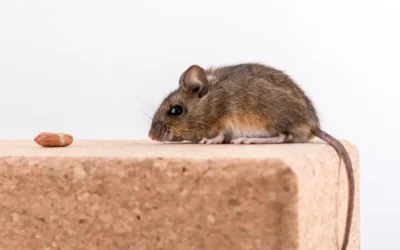 Ratos Nunca Mais: O Papel da Dedetizadora em Belo Horizonte na Proteção de Sua Casa e Família