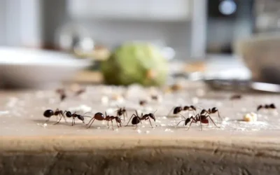 Dedetizadora Venda Nova BH: Formigas na cozinha? Veja como eliminá-las com a dedetização da Pragfim Dedetizadora BH