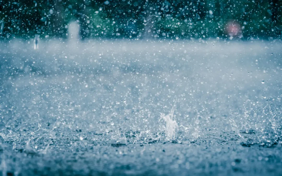 Dedetizadora em BH: Como Evitar Infestações baratas e formigas em Épocas de Chuva e Frio