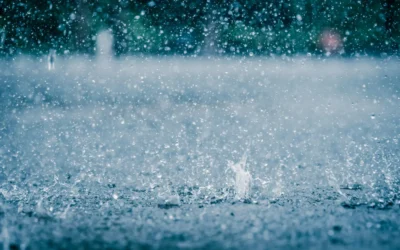 Dedetizadora em BH: Como Evitar Infestações baratas e formigas em Épocas de Chuva e Frio