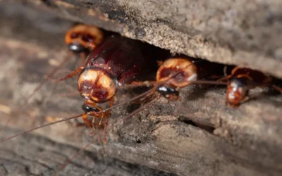 Dedetização BH: por que esperar aparecer a primeira barata pode custar caro