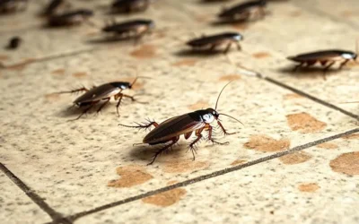 Baratas de cozinha: Como a dedetização em BH pode resover esse problema