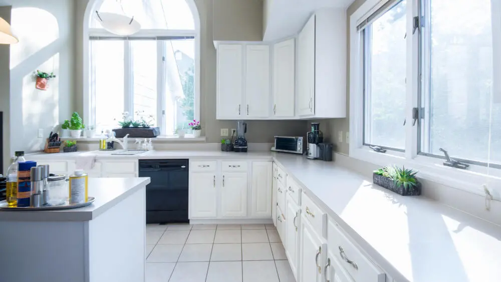 Baratas francesinhas: o desafio invisível nos apartamentos de Belo Horizonte