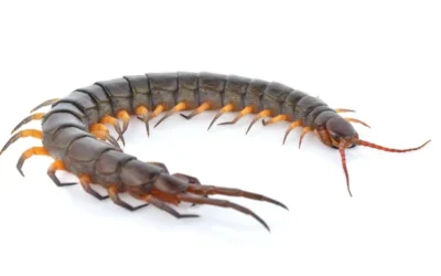 Como acabar com lacraias em casa: Mantenha o ambiente livre dessas pragas com a Dedetizadora Pragfim BH