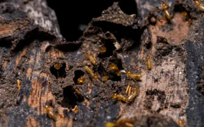 Cupins em armários e portas de madeira: um problema silencioso em casas antigas de Belo Horizonte