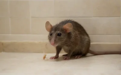 Dedetização em BH para condomínios antigos: cuidados estruturais e preventivos