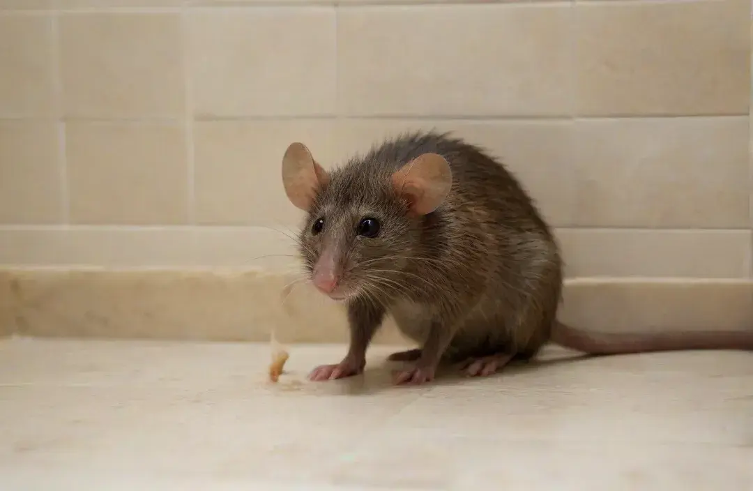 Dedetização em BH para condomínios antigos: cuidados estruturais e preventivos